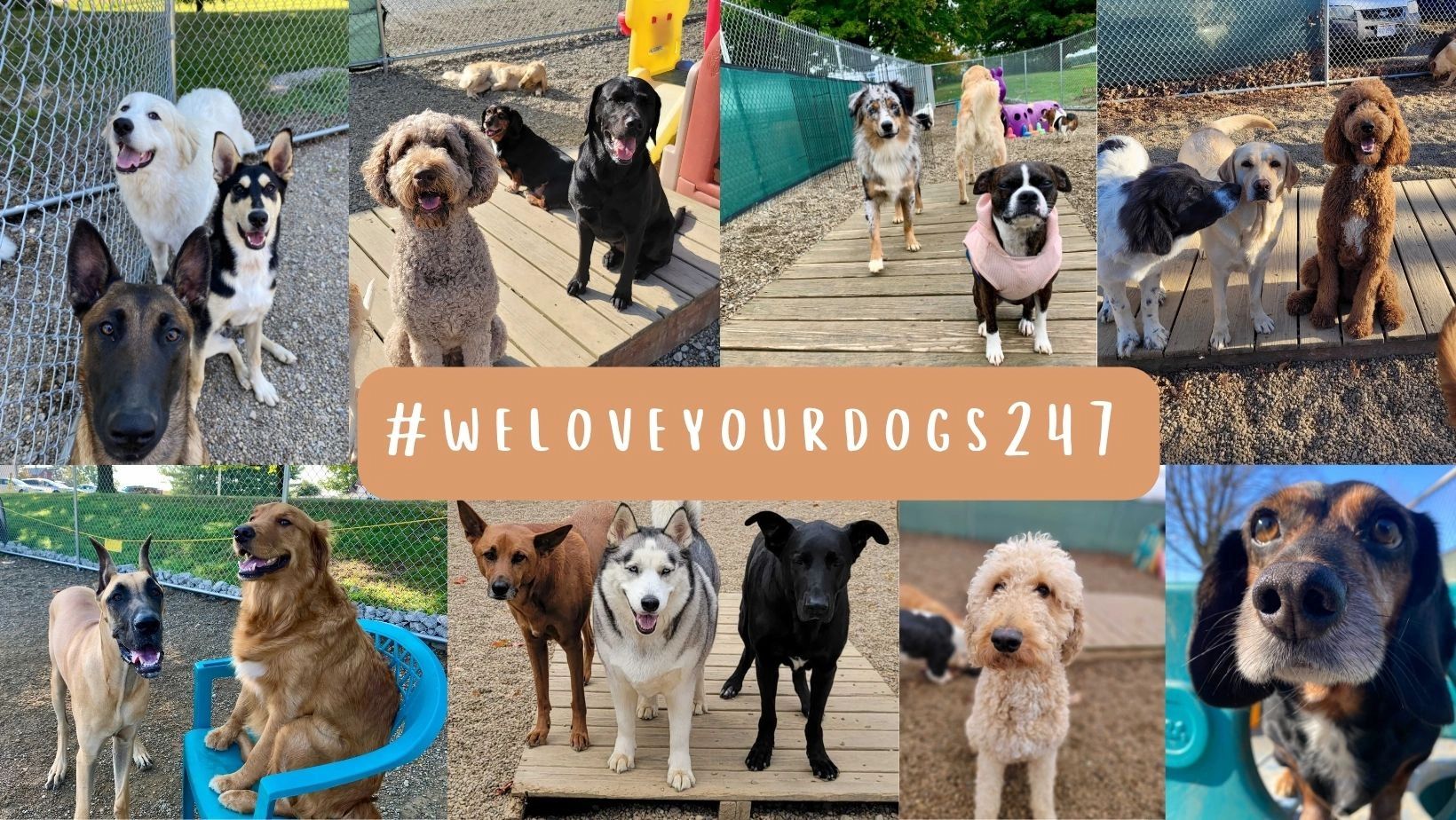 Ashland Doggy Day Care, LLC Dog Boarding, Dog Day Care, Kennel