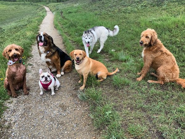 Six dogs of various breeds sitting and standing on a grassy trail.