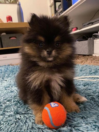 Fluffy black and brown puppy sitting with an orange tennis ball.