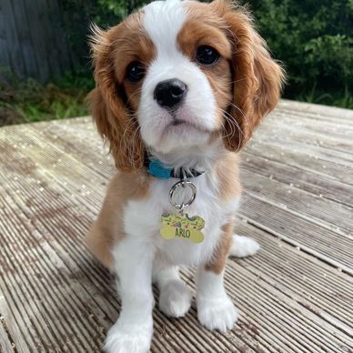 Cute puppy with a blue collar sitting on wooden deck.