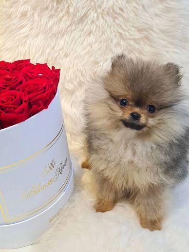 Fluffy Pomeranian puppy sitting next to a white box of red roses.