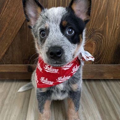 Adorable puppy wearing a red Indiana bandana looks curiously at the camera.