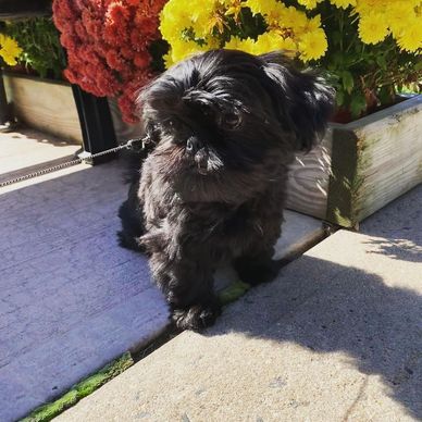 Small black dog sitting on pavement near colorful flowers.