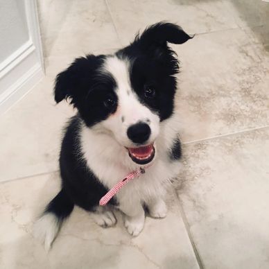 Happy black and white puppy sitting on a tiled floor.