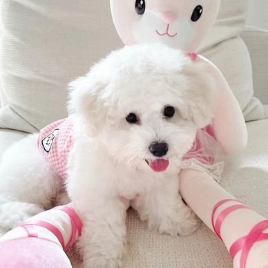 Fluffy white puppy in a pink outfit sitting with a stuffed bunny.