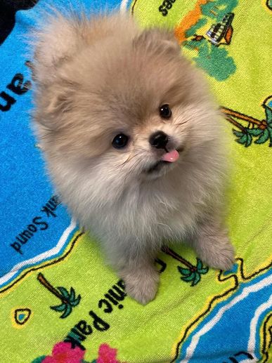 Fluffy Pomeranian puppy with tongue out on colorful map blanket.