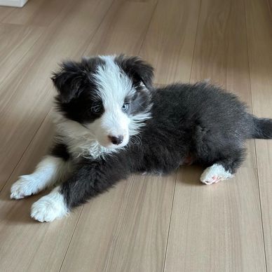 Fluffy black and white puppy with blue eyes lying on wooden floor.
