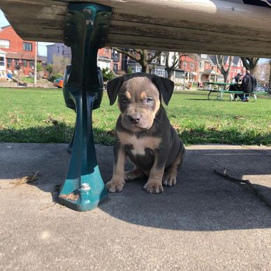 Small puppy sitting under a park bench on a sunny day.
