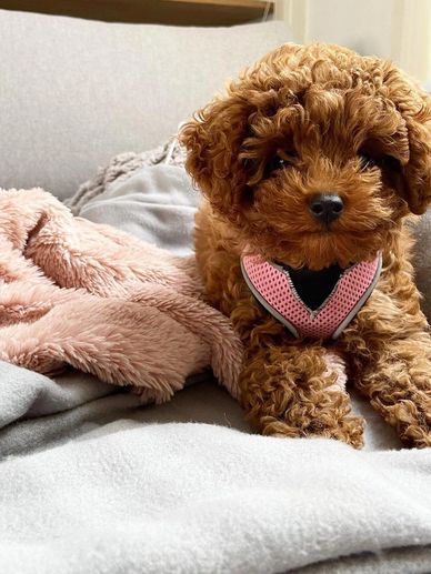 Curly brown puppy with a pink harness resting on cozy blankets.