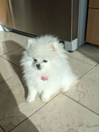 Fluffy white Pomeranian sitting on tiled floor in sunlight.