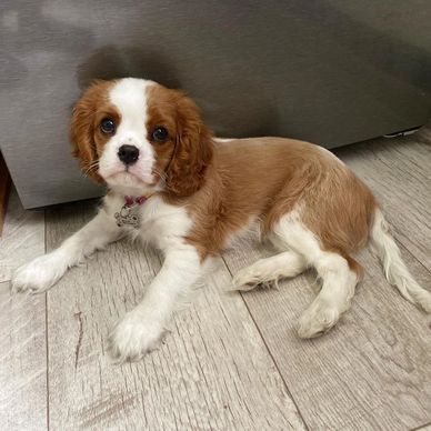 Cute Cavalier King Charles Spaniel puppy lying on wooden floor.