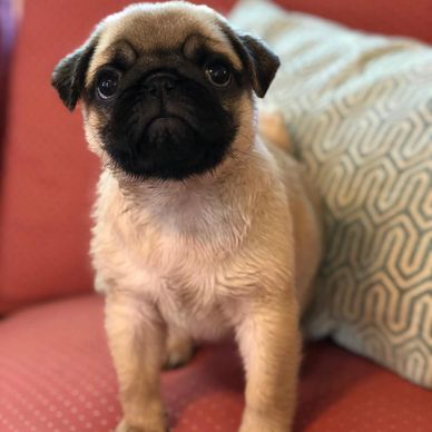 A small pug puppy sitting on a red couch.