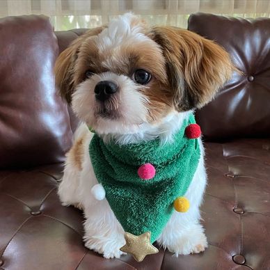Cute small dog wearing a green Christmas-themed scarf with colorful pom-poms.