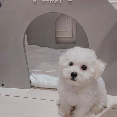 Small fluffy white puppy sitting in front of a cozy dog house.