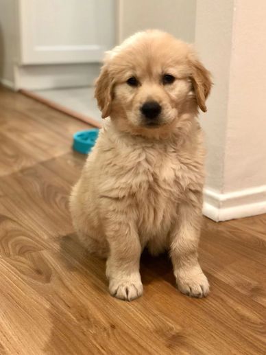 Fluffy golden retriever puppy sitting on wooden floor indoors.