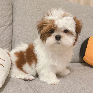 Small fluffy puppy with white and brown fur sitting on a couch.