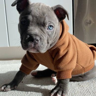 A gray puppy with heterochromia wearing a brown hoodie.