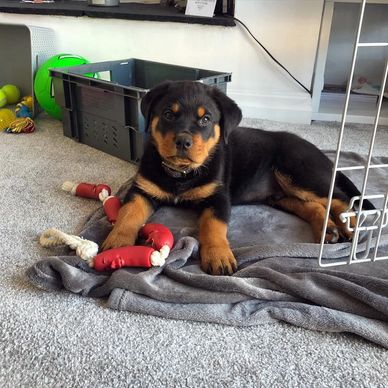 A Rottweiler puppy lying on a blanket with chew toys around.