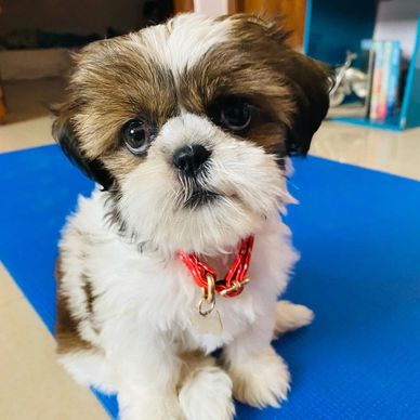 A fluffy puppy with big eyes and a red collar sitting on a blue mat.