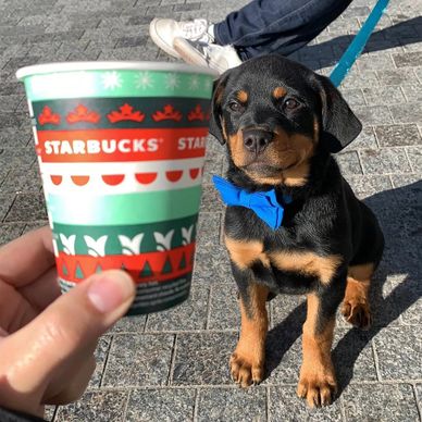 A cute Rottweiler puppy in a blue bow tie next to a festive Starbucks cup.