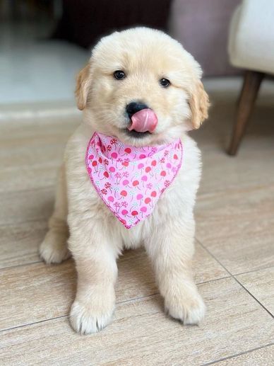 Cute golden retriever puppy wearing a pink patterned bandana licking its nose.