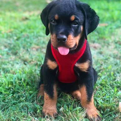 Adorable Rottweiler puppy in a red harness sitting on grass with tongue out.
