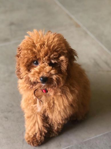 Fluffy brown puppy with a curious expression sitting on the floor.
