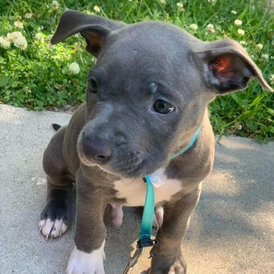 A cute gray puppy with white paws sitting on a sidewalk with a blue collar.