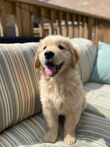 Happy golden retriever puppy sitting on a striped outdoor couch.