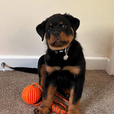 Adorable Rottweiler puppy sitting with orange toys on carpet.