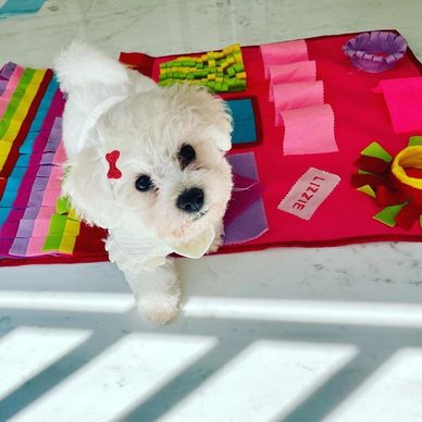 A small white dog with a red bow on its head standing on a colorful mat.