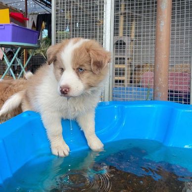 A puppy playing with water in a blue plastic pool.