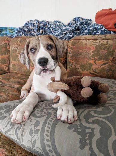 Puppy lying on a cushion with a toy in its mouth.