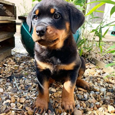Adorable Rottweiler puppy sitting on gravel outdoors.