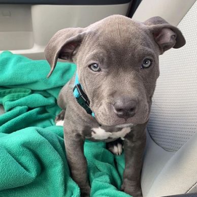 Adorable gray puppy sitting on a green blanket in a car seat.