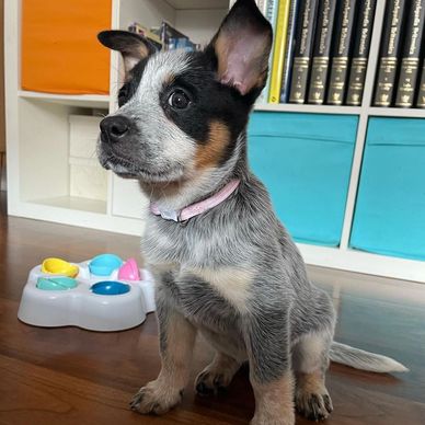 Adorable tricolor puppy sitting on wooden floor near colorful toy and shelves.