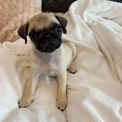 Adorable pug puppy sitting on a white blanket.