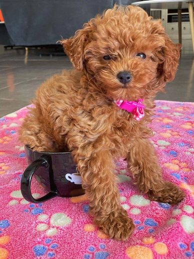 A fluffy brown puppy sitting inside a black cup on a colorful blanket.