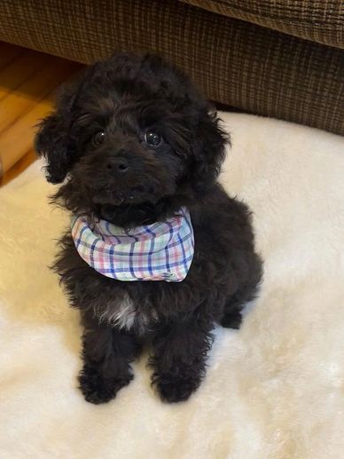 Fluffy black puppy wearing a colorful plaid bandana sitting on a white blanket.