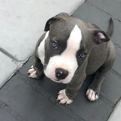 Adorable gray and white puppy with striking blue eyes sitting on pavement.