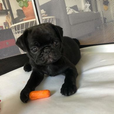 A black pug puppy lying down with a small carrot in front.