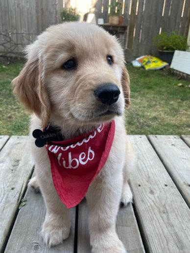 Golden retriever puppy wearing a red bandana that says "Good Vibes."