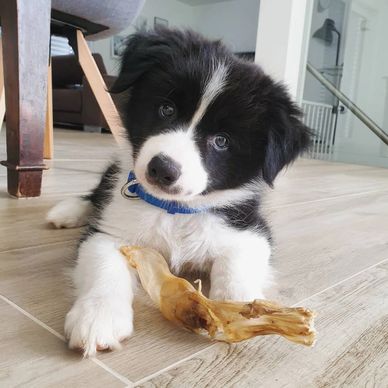 Adorable black and white puppy with a blue collar chewing a bone indoors.