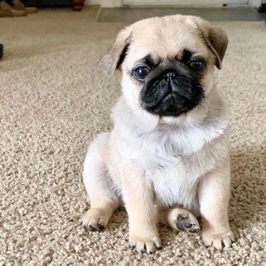 Adorable pug puppy sitting on a carpet looking curiously.