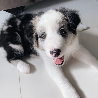 Playful black and white puppy with bright eyes lying on a tiled floor.