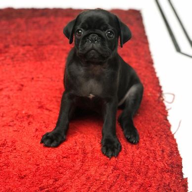 Black pug puppy sitting on a red textured rug.
