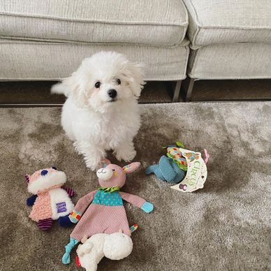 Fluffy white puppy sitting on carpet surrounded by colorful plush toys.