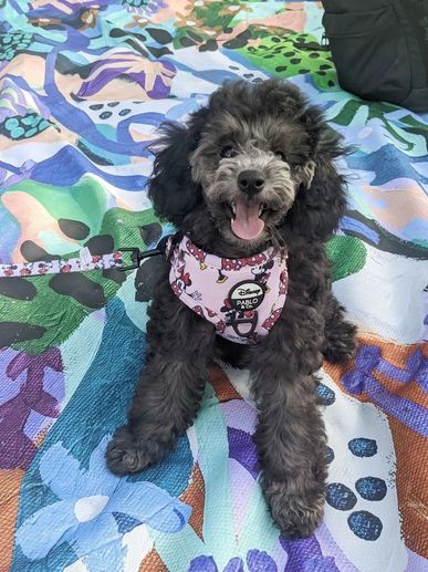 Happy black poodle puppy sitting on a colorful blanket outdoors.