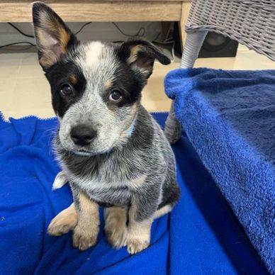 Adorable puppy sitting on a blue blanket, looking up with curious eyes.