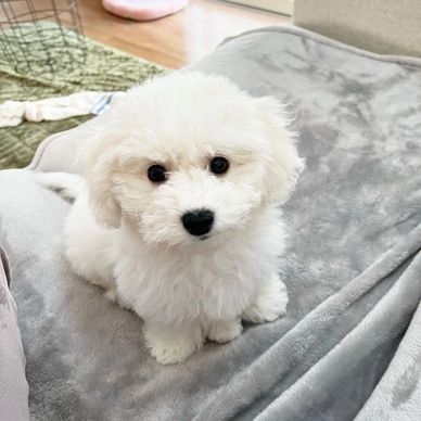 Adorable fluffy white puppy sitting on a soft gray blanket.